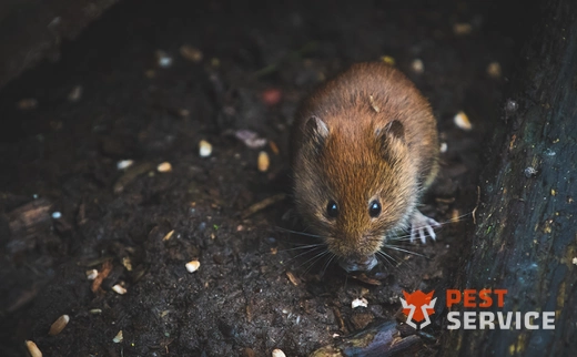 Дератизация в Салавате